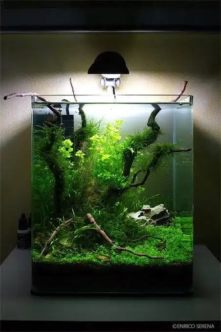 AquaLeaf Creation Gallery